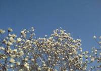 magnolia