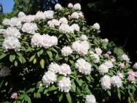 rhododendron