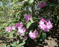 rhododendron