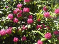 rhododendron