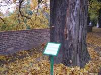 "Norway maple"...