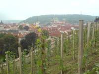 St. Vaclavs vingård på Praha-borgen